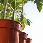 Cultivo tomate en macetas