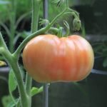 Cultivo tomate en casa