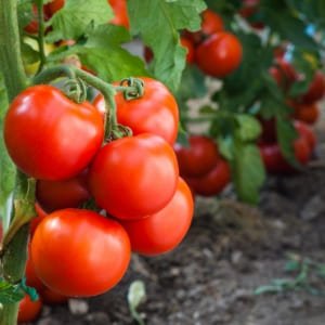 Cuidar las tomateras
