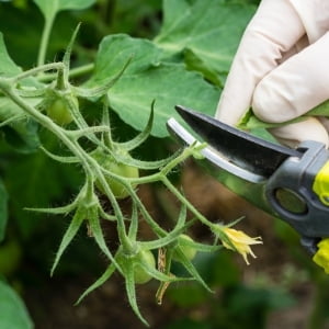 Cuidados de las tomateras durante su crecimiento y maduración