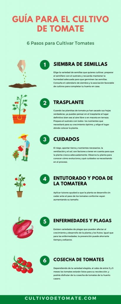 Guía para el cultivo de tomate en 6 pasos