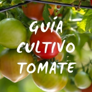guia cultivo tomate