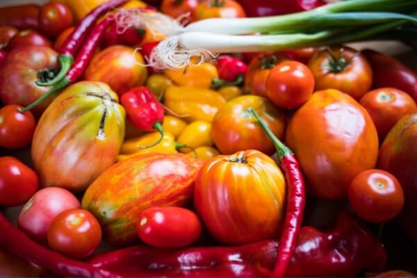 cosecha de hortalizas del huerto con tomates y pimientos